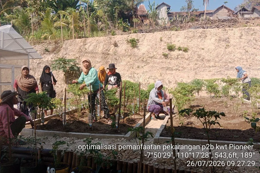 Anggota KWT Ngudi Rejeki melakukan aktivitas di area pekarangan produktif