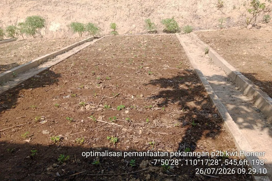 Area lahan pekarangan yang ditata untuk kegiatan KWT Pioneer Salakan RT 01
